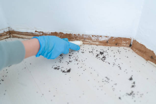 Best Termite Inspection and Treatment  in Friedens, PA